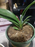 特价大盆君子兰盆栽名贵国宝级花卉苗绿植物圆头和尚室内四季好养 01：【特惠款】5-8片叶子+带土 送肥料【不含盆】 实拍图