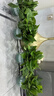 双盟绿萝盆栽除甲醛花卉绿植办公室新房净化空气180加仑4盆装源头直发 实拍图