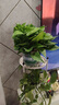 双盟绿萝盆栽除甲醛花卉绿植办公室新房净化空气180加仑2盆装源头直发 实拍图