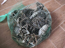 【活蟹】(网兜蟹)水淼鲜 洪湖大闸蟹足重鲜活螃蟹生鲜活水产年货 全公蟹3斤装（10-15只） 实拍图