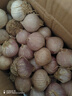 志褚独头蒜大蒜头 2024云南大理紫皮独蒜 精品新鲜现挖湿蒜 3斤装【大果3.0-3.5cm】 实拍图