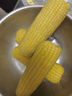 十月稻田 黄糯玉米 3.52斤(220g*8根) 25年新玉米 低脂 早餐零食 东北玉米 实拍图