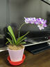 年宵花春节蝴蝶兰盆栽花苗桌面装饰花卉植物四季好养绿植过年货 粉色系蝴蝶兰配渐变紫陶瓷盘 实拍图