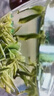 崂卓新茶崂山绿茶礼盒装250g罐装豆香浓香型 山东青岛特产 实拍图
