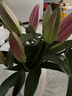 悦多彩AB级优质香水百合 家庭办公室各色生活鲜花 昆明基地 现采直发 随机单色百合10朵（双头5枝） 实拍图