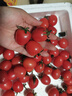新鲜千禧圣女果小番茄现摘现发多汁水果适合孕妇食用 2斤 实拍图