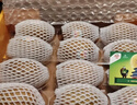 佳沛（zespri）新西兰 阳光金奇异果12粒礼盒特大果单果约122-146g 猕猴桃 水果 实拍图