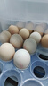 德青源PLUS联名款A+级鲜鸡蛋32枚2.74斤无抗生素 营养早餐礼盒装 实拍图