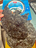 富昌 紫菜40g 海带虾皮紫菜蛋花汤煲汤海苔食材 早餐 海产干货  实拍图