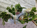 草莓苗四季奶油草莓苗种植盆栽阳台庭院地栽当年结果南方北方种植 混合品种草莓 【特别推荐4盆装】 实拍图