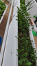 原起点长方形霍伦种菜盆60cm特大种花盆阳台种菜神器长条蔬菜草莓种植盆 象牙白3个【送自吸水网】 实拍图