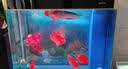 boxtech鱼缸灯led灯龙鱼灯管水族箱专用照明灯增艳增色防水灯大鱼缸灯具 T8系列-15W增艳灯52cm灯管 实拍图