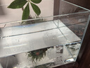 YEE超白鱼缸桌面客厅生态斗金鱼乌龟缸造景小型水草养鱼玻璃裸缸40cm 实拍图
