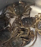 【活蟹】（网兜蟹）泰州兴化大闸蟹生鲜活螃蟹海鲜水产足斤足两 公母混搭3斤装（约15-22只) 保底5只母蟹 实拍图