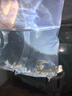 疯狂水草孔雀鱼活体水族宠物观赏鱼冷水耐活小型热带鱼淡水鱼苗 【新手推荐】杂袍孔雀 随机36条 实拍图