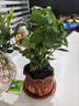 【八方来财】发财树鸭脚木盆栽四季常青桌面防辐射花卉盆景 八方来财20厘米4颗【發陶瓷盆】 送肥料 实拍图