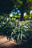 适马（SIGMA）Art 35mm F1.2 DGⅡ 二代  全画幅微单 大光圈定焦镜头 微单人像（索尼E卡口） 实拍图