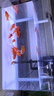 森森 超白玻璃小鱼缸HRK-500套缸款(长50cm)热弯玻璃+过滤器+水草灯 实拍图