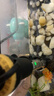 疯狂水草小型鱼缸加热棒迷你50W智能恒温玻璃加热器加温棒水族箱加温器 实拍图