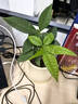 ⭐【包活】发财树盆栽鲜花绿植物办公室内吸甲醛绿萝文竹水培易养 【粗2-3cm】单杆发财树【原盆】 实拍图
