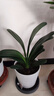 大盆君子兰盆栽名贵国宝级花卉苗绿植物圆头和尚室内客厅四季好养 大苗当年开花】12-14片叶子+带土 送肥料 实拍图