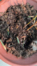 美乐棵 天南星科营养土养花花肥园艺种植土花土肥料盆栽绿植专用土壤8L 实拍图