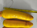 【真便宜】新疆冰糖心金黄胡萝卜水果萝卜新鲜蔬菜手抓饭直播间 黄胡萝卜 含箱3斤 实拍图
