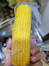十月稻田 黄糯玉米 3.52斤(220g*8根)  杂粮粗粮 东北玉米 低脂早餐 新米 实拍图