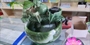 LZJV生态缸古法养鱼流水陶罐开口循环水摆件鱼缸配件创意庭院花园造景 小小号-青瓷(送滤石+滤棉+软管) 实拍图