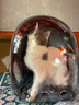 licheers猫包外出大号宠物背包便携太空舱猫笼狗袋双肩透气大容量猫咪书包 实拍图