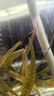 内廷上用北京同仁堂肾精草长白山野生黄金草嗷嗷叫猫须草男士滋补养生茶 实拍图