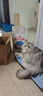 皇家成猫 室内长毛猫 ILH35 通用粮 1-7岁 4.5KG 实拍图