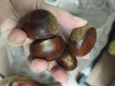 【东东农场专供】25年丹东新板栗生板栗炒菜专用新鲜蔬菜生鲜 丹东鲜板栗 1斤 送栗爪 实拍图