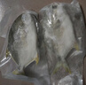 翔泰海南深海金鲳鱼700g 2条 火锅 生鲜鱼类 BAP认证 海鲜水产  实拍图