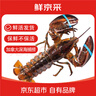 鲜京采 鲜活波士顿龙虾 净重450-550g/只 保鲜不保活 生鲜海鲜 源头直发 实拍图