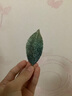 言象韩版碎发夹清新少女刺绣树叶刘海夹BB夹优雅渐变碎发夹侧边夹发卡 树叶款发夹【3件套】 实拍图