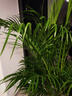 植男植女客厅绿色植物散尾葵大型绿植凤尾竹室内盆栽轻奢夏威夷竹源头直发 实拍图