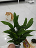 【热销款】白掌一帆风顺盆栽水培植物室内花绿植红掌发财树吸甲醛 特级白掌带花+繁星自吸盆 实拍图