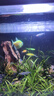 疯狂石头鱼缸除藻剂 去藻除青苔绿水鱼塘除藻药水抑制水藻滋生600ml 实拍图
