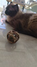 欢宠网猫薄荷球猫玩具猫咪磨牙棒逗猫自嗨解闷神器磨牙猫猫小猫幼猫宠物 实拍图