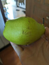 京喜加正宗河北香梨特级新鲜水果梨子当季脆甜多汁远达新1 带箱2斤单果120+ 实拍图