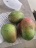玖原农珍 四川攀枝花凯特芒果净果4.5斤优选芒果200g+ 当季新鲜水果 实拍图