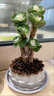 OEMG金钱木盆栽招财植物多肉老桩室内客厅办公室桌面四季好养绿植花卉 玉锦金钱木3-5枝头+（原厂塑料盆） 招财植物 15天包活 实拍图
