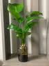 种花迷水培天堂鸟盆栽花卉植物室内客厅绿植面鹤望兰吸甲醛四季好养活 精品水培天堂鸟40-50厘米3棵【不含瓶】 实拍图