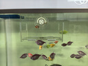 逸乐宠鱼缸隔离盒亚克力隔离盒板鱼孵化盒水族小鱼苗孵化繁殖箱多格 单格吸盘15*10*10 （加挂钩） 晒单实拍图
