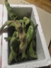 京鲜生山东新鲜油豆角1.8斤装新鲜蔬菜源头直发包邮 实拍图