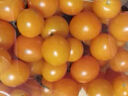 京喜加夏日阳光小番茄黄色迷恋圣女果即食水果小柿子现摘现发减肥 黄色圣女果1斤装 实拍图