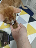 INSTINCT百利猫粮无谷鸡高蛋白鸡生鲜鸡冻干猫粮三文鱼幼猫猫粮成猫全阶段 [26年5月]鸡肉幼猫粮4.5磅/2kg 实拍图