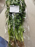 带根香菜100g 实拍图