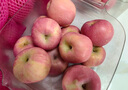 京鲜生 烟台红富士苹果 净重8斤  单果230g起 水果礼盒 实拍图